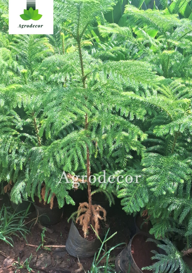Norfolk island pine