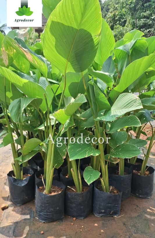 Calathea lutea green