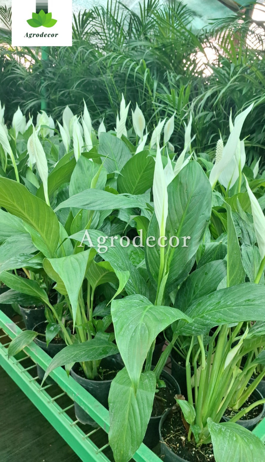 Peace lily indoor