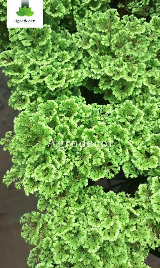 Selaginella apoda or spikemoss