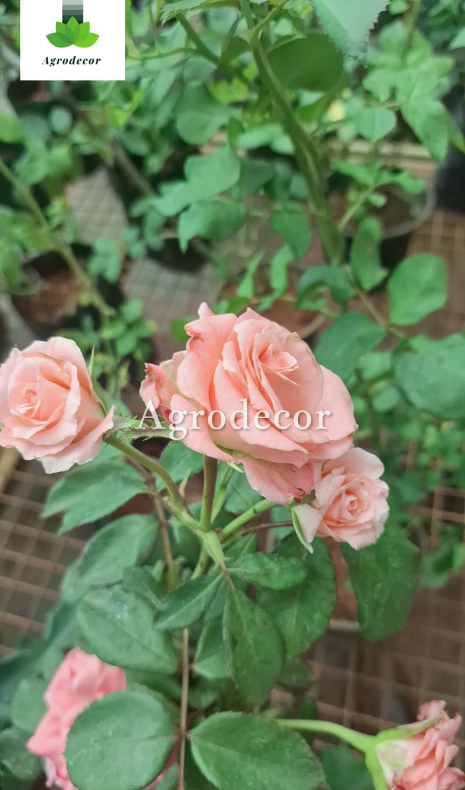 Roses