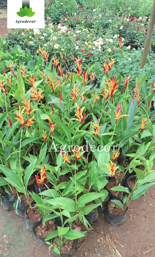 Parrot’s Beak or Heliconia psittacorum