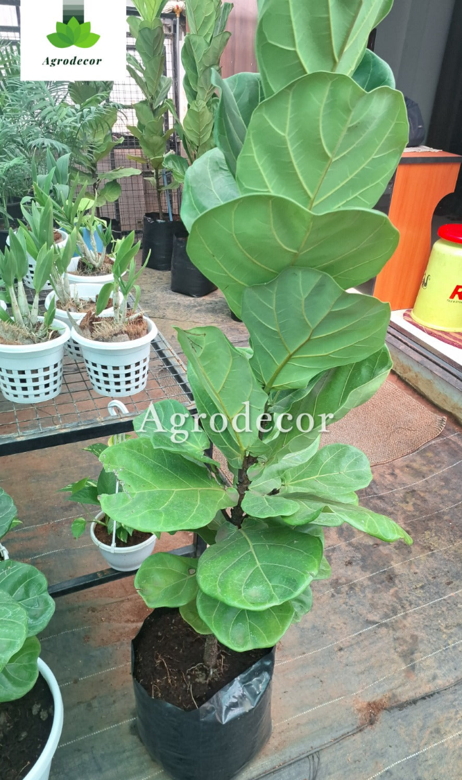 Fiddleleaf fig with pot