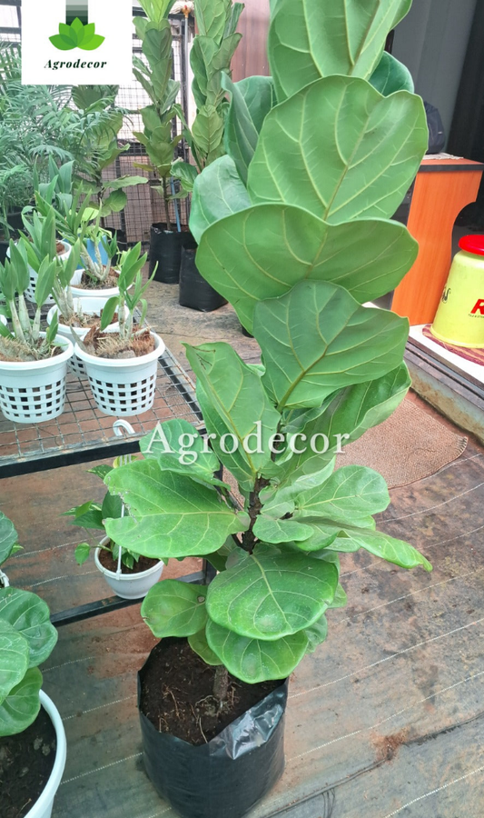 Fiddleleaf fig with pot