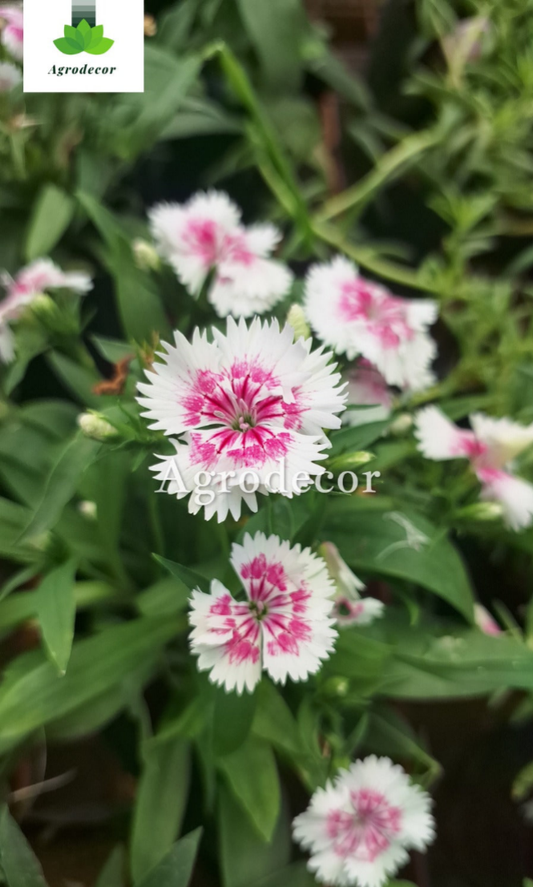 Dianthus flowers or chinese pink
