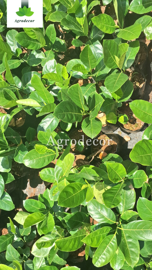 Jackfruit