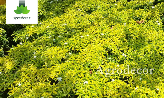 Golden dewdrop or duranta