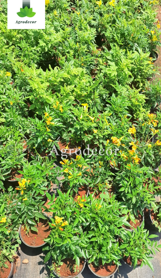 Orange tecoma flower or yellow elder