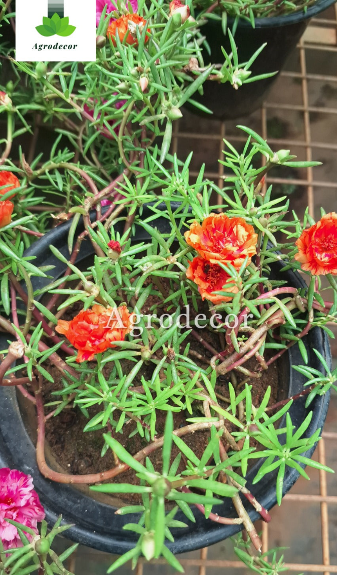 9'0 clock plant or moss rose or portulaca