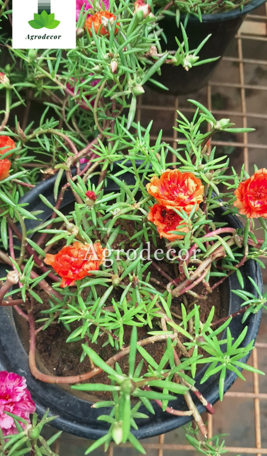 9'0 clock plant or moss rose or portulaca
