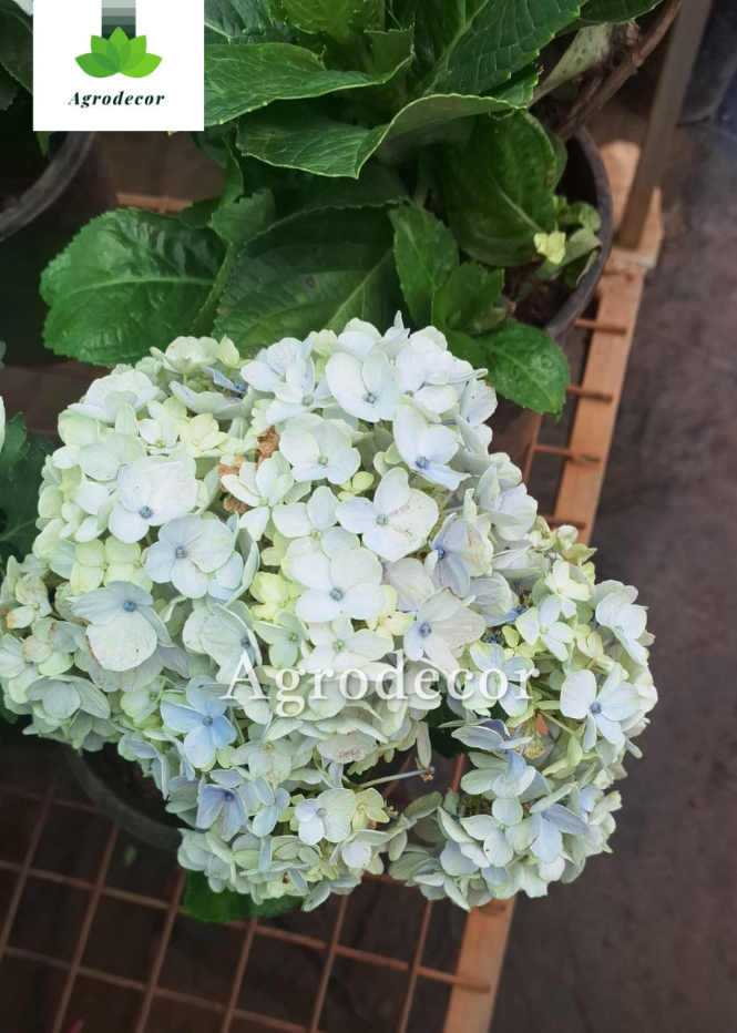 Hydrangea macrophylla
