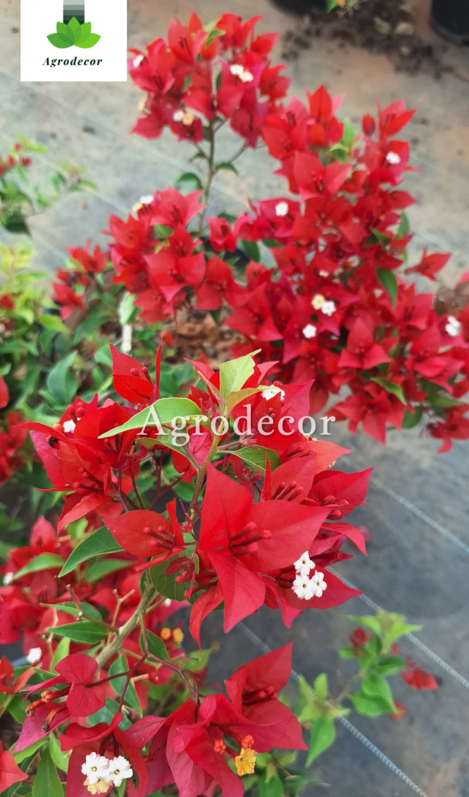 Flame red bougainvillea