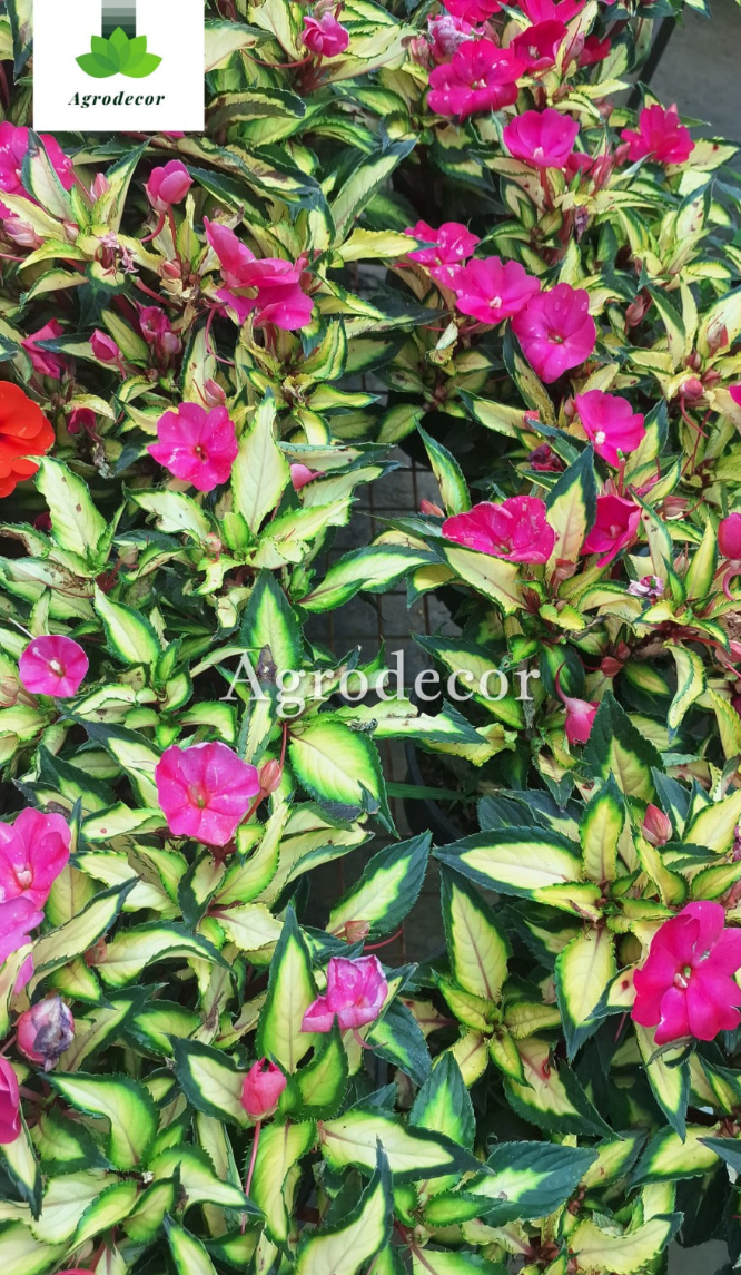 Rose balsam (Impatiens balsamina)
