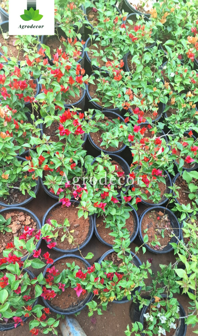 Bougainville