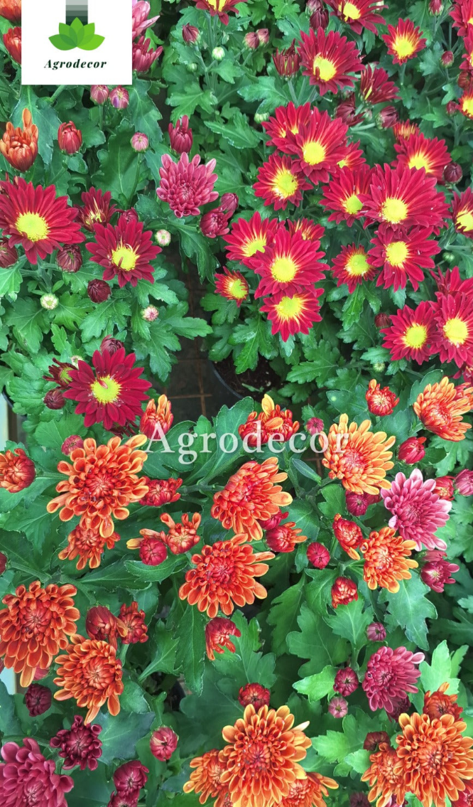 Mums or Chrysanthemum