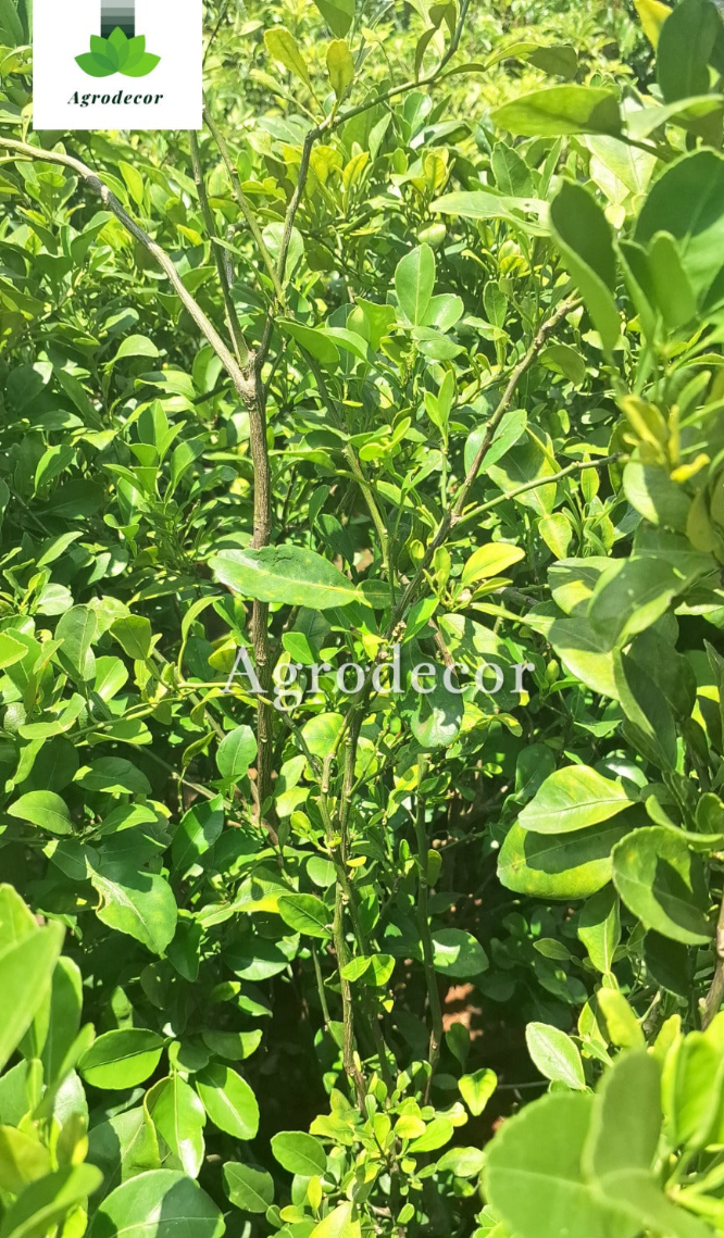 Boxwood(buxus)