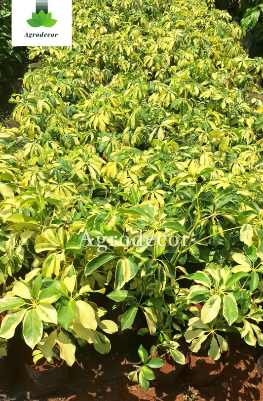 Dwarf umbrella tree