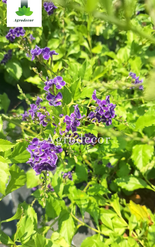 Duranta erecta or purple flower