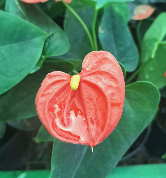 Flamingo flowers