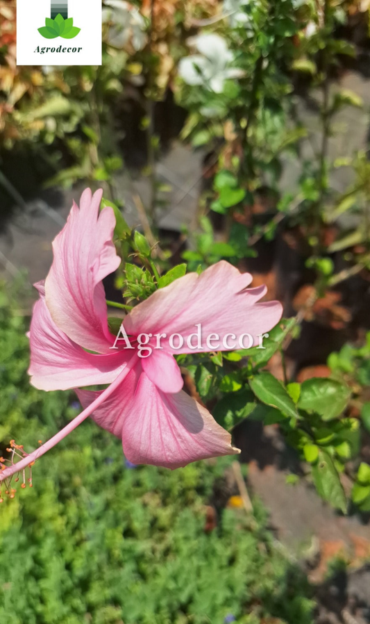Pink hibiscus 🌺