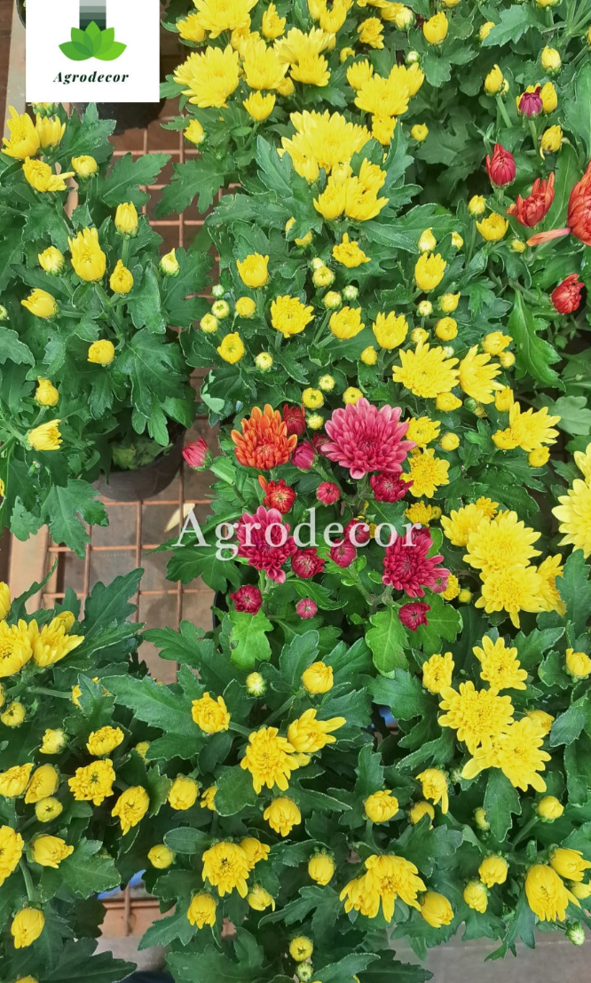 Mums or Chrysanthemum