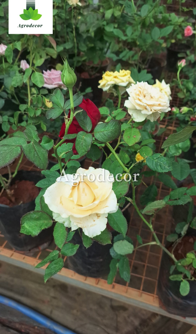 Roses
