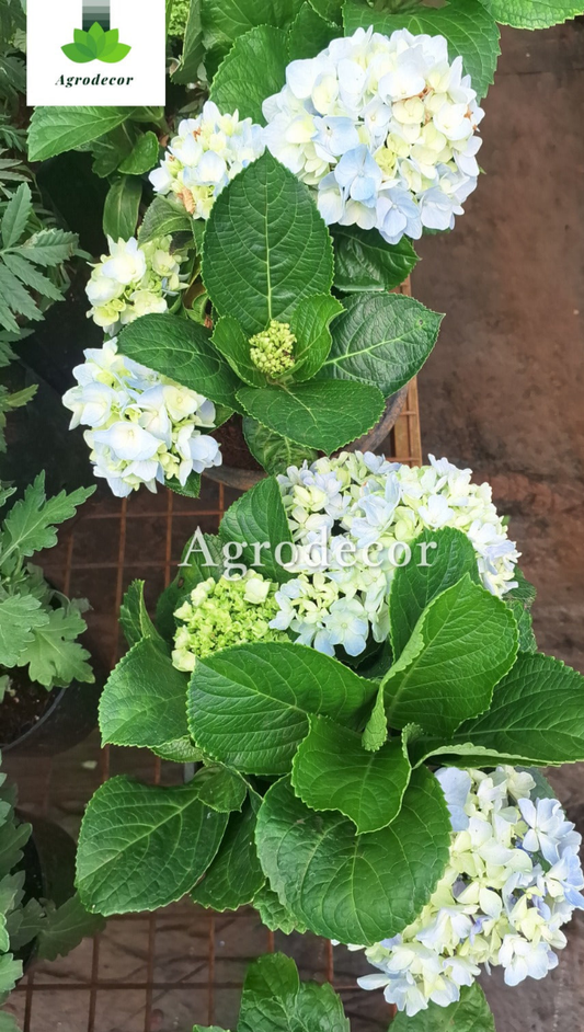 Hydrangea macrophylla