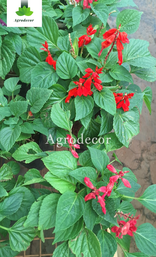 Salvia divinorum or sage of diviners