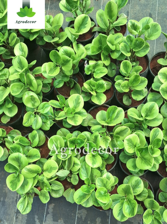 Baby rubber plant