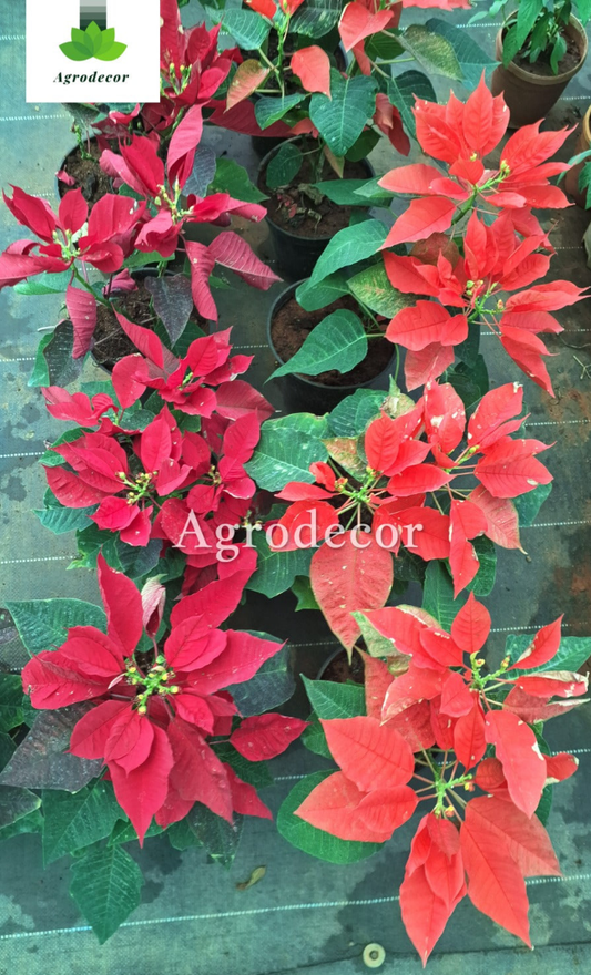 Poinsettia plant