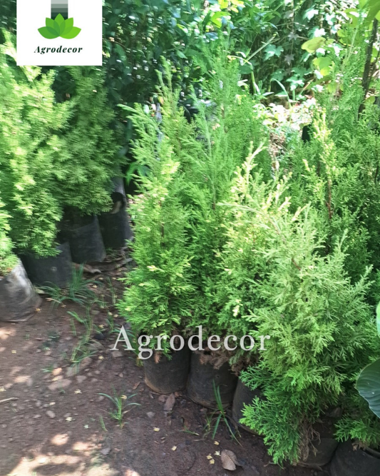 Thuja orientalis