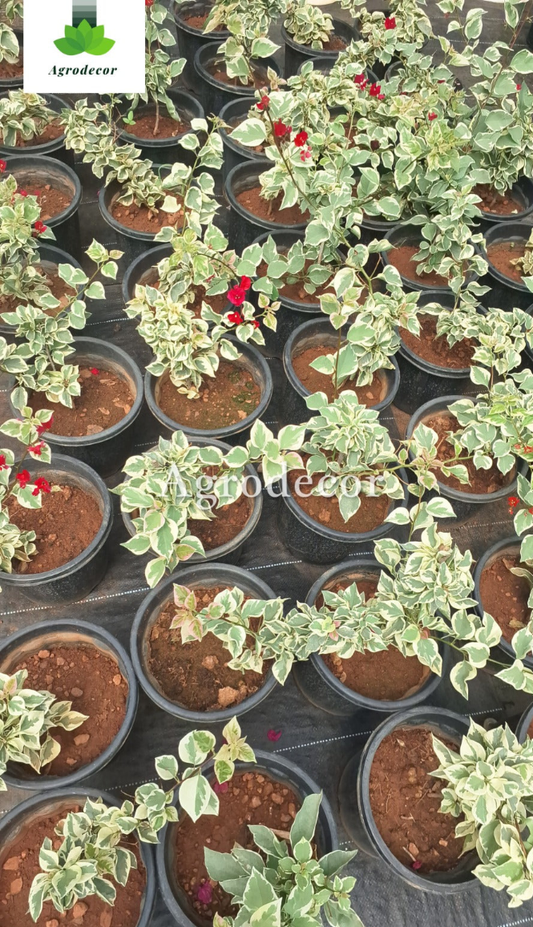 Variegated Bougainville