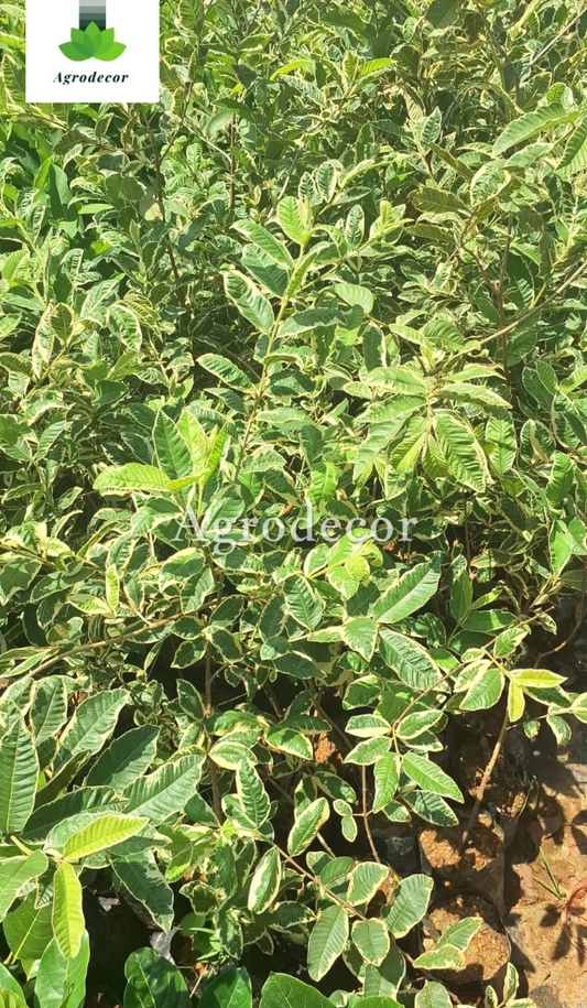 Variegated guava