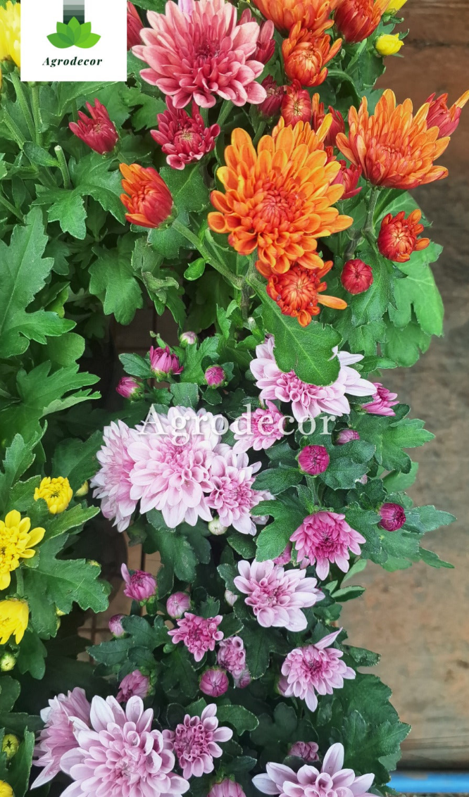 Mums or Chrysanthemum