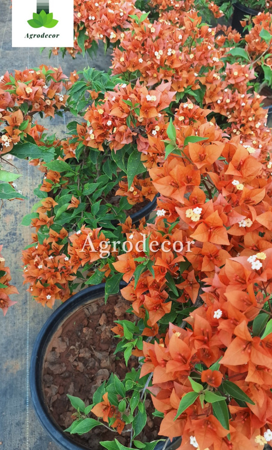 Fire opal bougainvillea