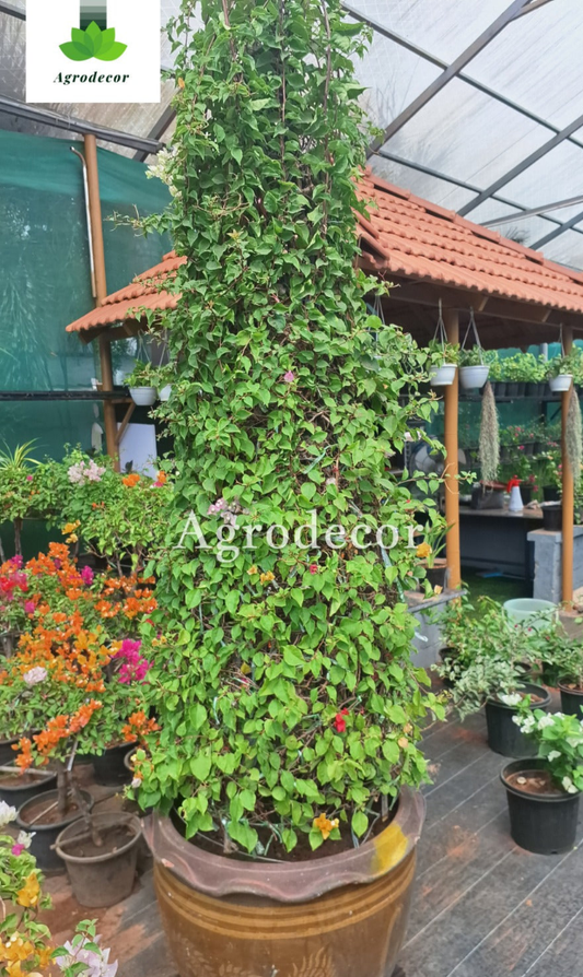 Thailand Bougainville