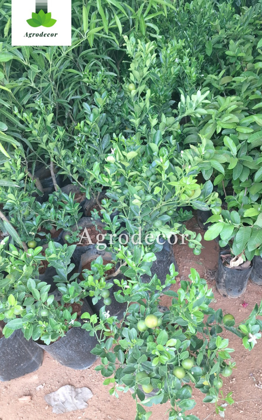 Lemon tree