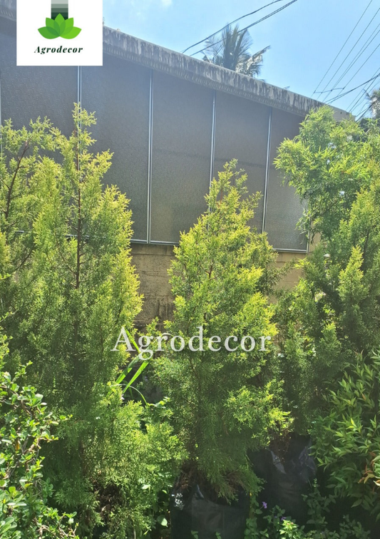 Thuja occidentalis