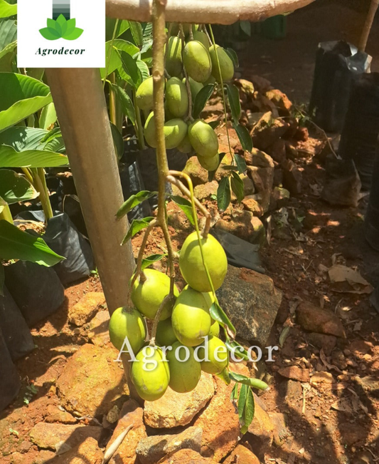 June plum