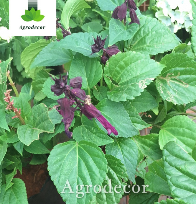 Salvia divinorum or sage of diviners