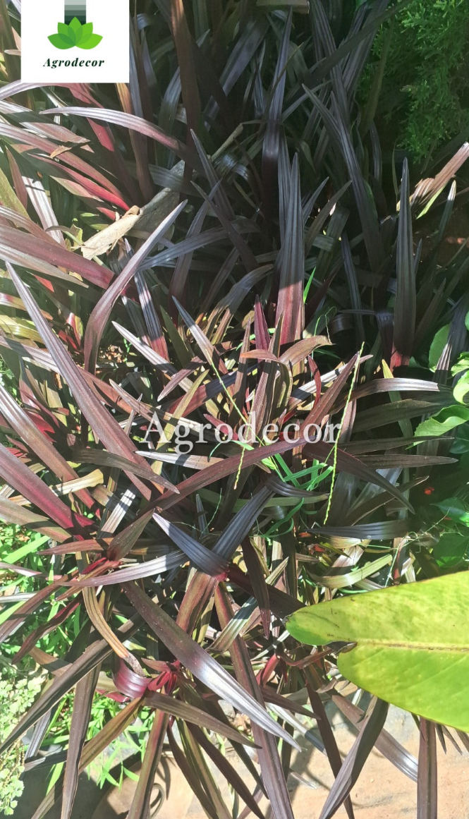 New zealand flax pr phormium
