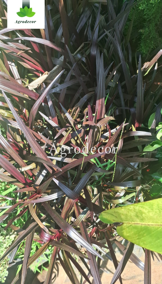 New zealand flax pr phormium