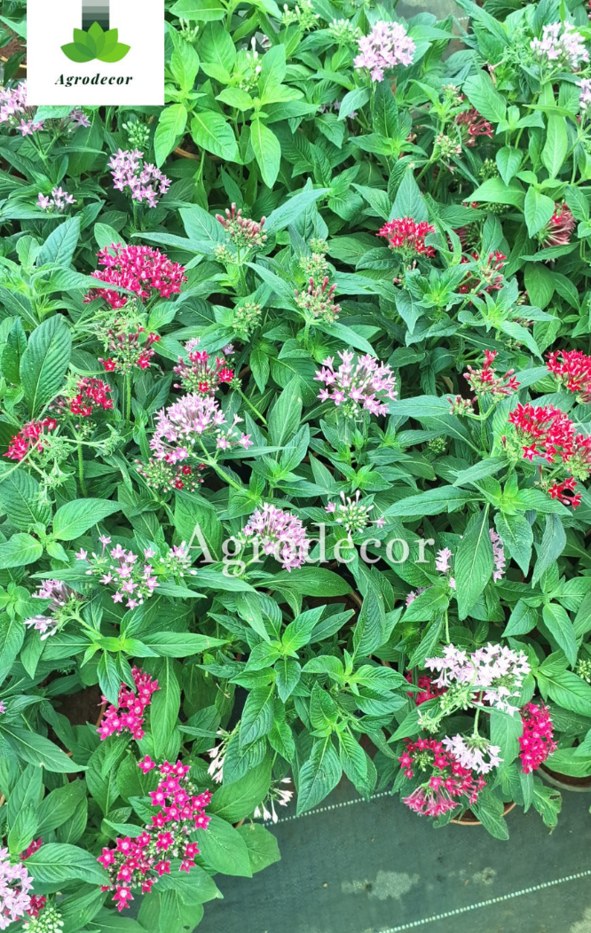 Pentas