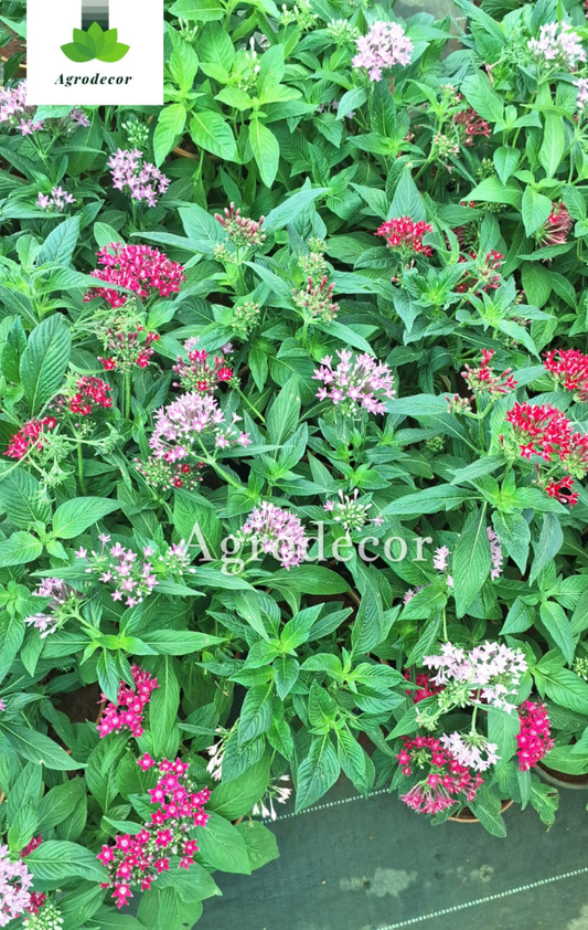 Pentas