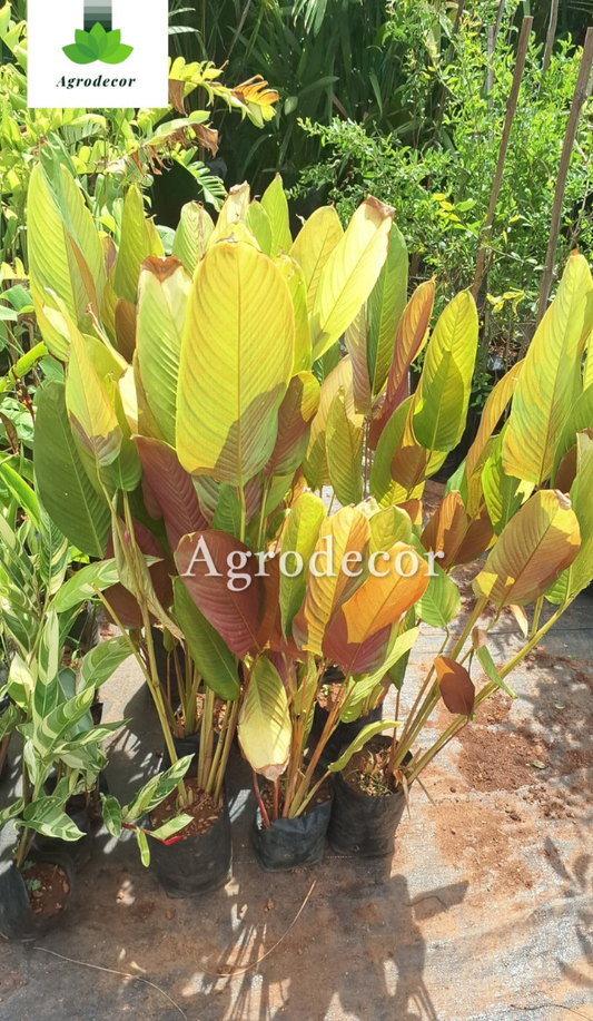 Calathea red