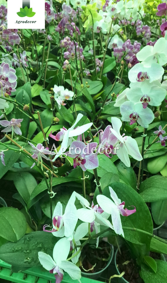 Moth orchid