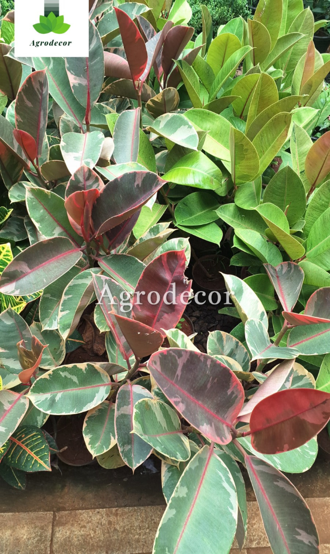 Rubber fig or Ficus elastica,