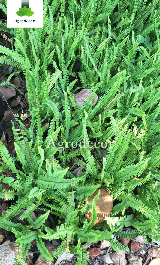 Fern