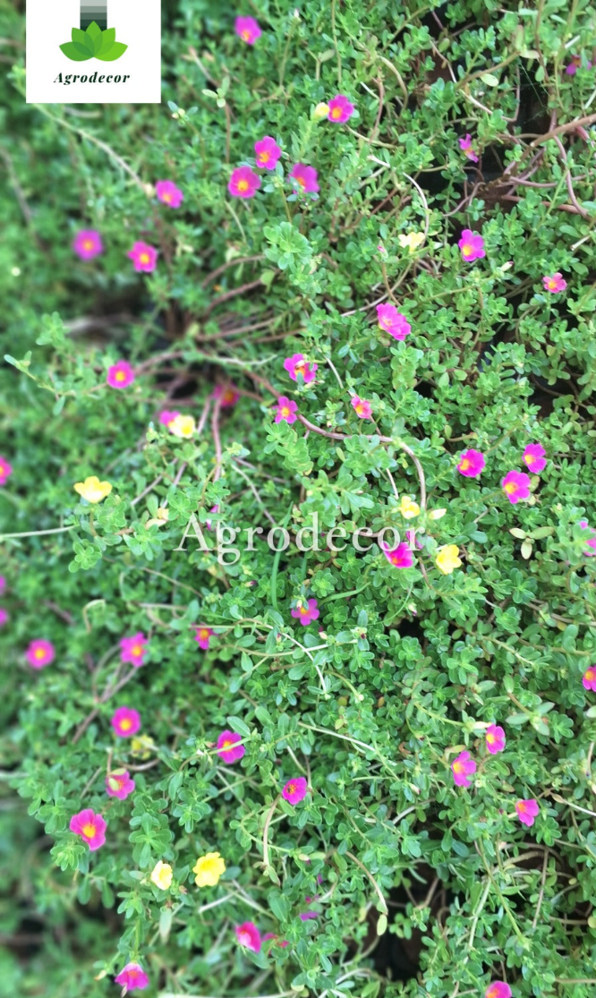 Portulaca oleracea or purslane