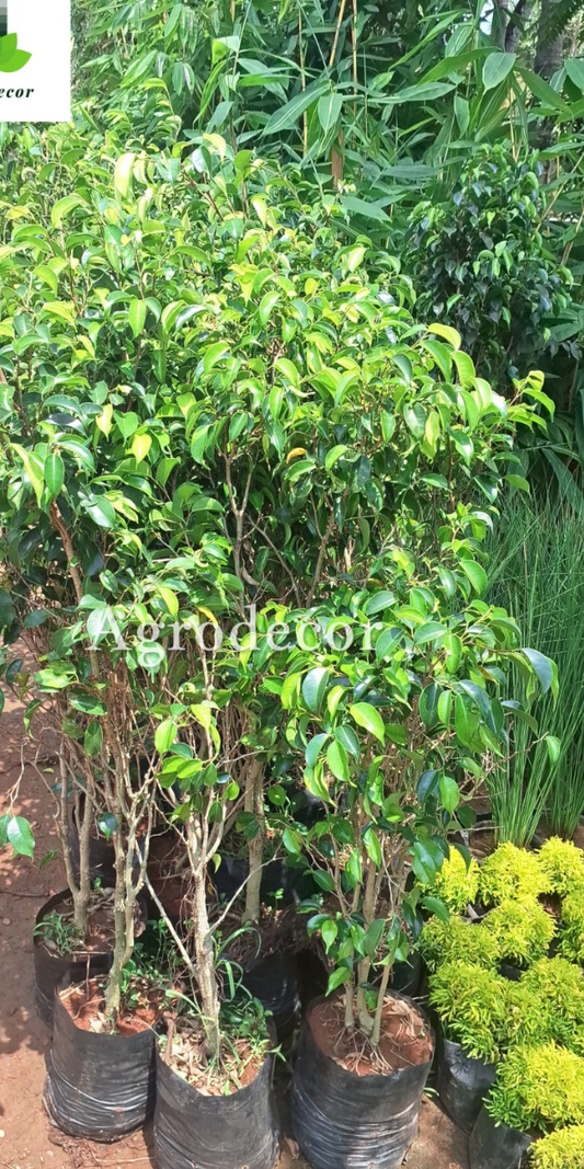 Weeping fig